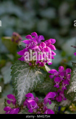 Ilbergroschen «» Rosenplister Deadnettle, repéré, (Lamium maculatum) Banque D'Images