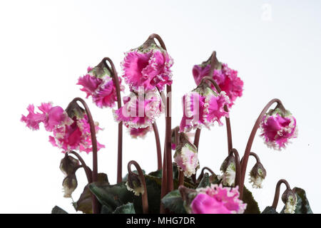 La fleuriste, Cyklamen cyclamen (Cyclamen persicum) Banque D'Images