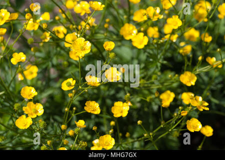 La renoncule âcre (Ranunculus acris, Smörblomma) Banque D'Images