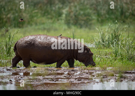 Hippopotamus traverse marsh et d'oiseau à l'arrière Banque D'Images