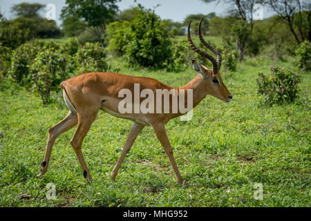 Impala mâle dans le profil en passant devant les buissons Banque D'Images