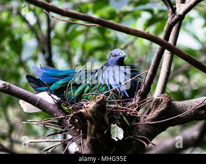 Oiseau Pigeon Nicobar ou Caloenas nicobarica dans un nid Banque D'Images