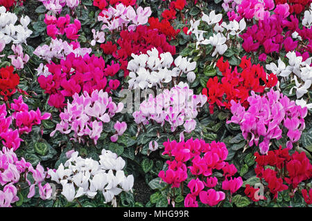 Cyclamen de différentes couleurs en pleine floraison Banque D'Images