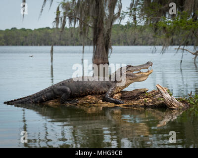 - Alligator Lake Martin Banque D'Images