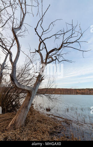 Arbre mort sur lakeside Banque D'Images