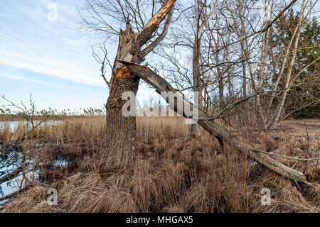 Arbre mort sur lakeside Banque D'Images