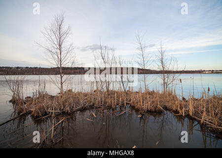 Arbres sur lakeside Banque D'Images