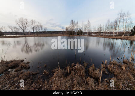 Arbres sur lakeside Banque D'Images