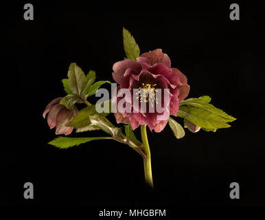 Double-fleur Hellebore sur un fond noir. Banque D'Images