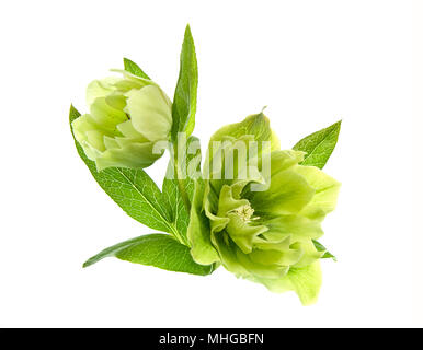 L'hellébore hybride au printemps Banque D'Images