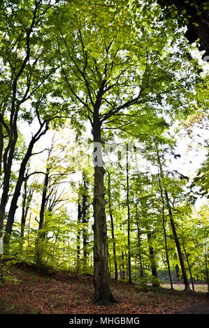 Vert printemps arbre dans une forêt en Pologne. Banque D'Images