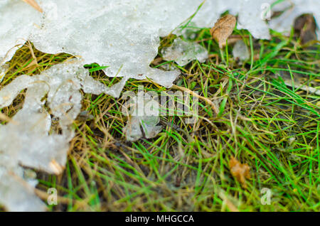 La neige fond sur l'herbe au printemps. Banque D'Images