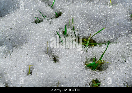 La première herbe forêt briser la neige sous le soleil. Banque D'Images