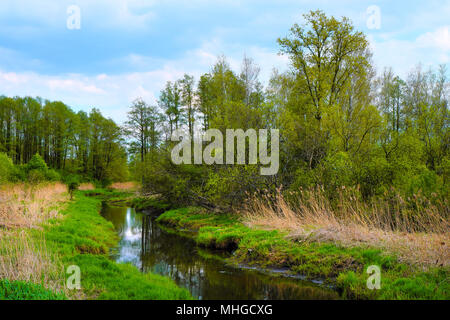 Vue panoramique sur les terres humides couvertes de début du printemps herbe verte et des bois dans la rivière Biebrza Wildlife Refuge dans le nord-est de la Pologne. Banque D'Images