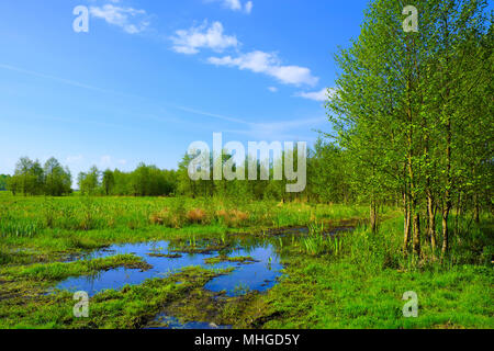 Vue panoramique sur les terres humides couvertes de début du printemps herbe verte et des bois dans la rivière Biebrza Wildlife Refuge dans le nord-est de la Pologne. Banque D'Images