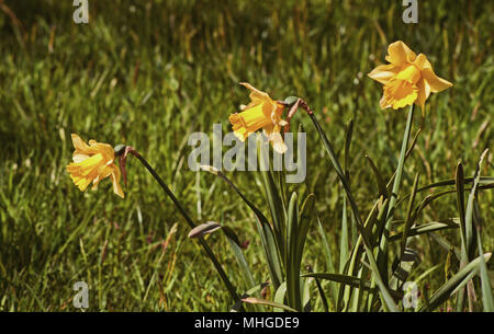 Trois jonquilles dans le parc Stanley, Blackpool Banque D'Images