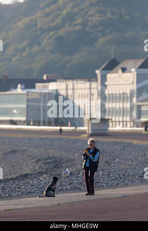 Une femme s'arrêtant sur une promenade le long de la promenade côtière à Llandudno pour prendre une photo de son chien avec les nombreux hôtels, maisons d'hôtes et B&B's Banque D'Images