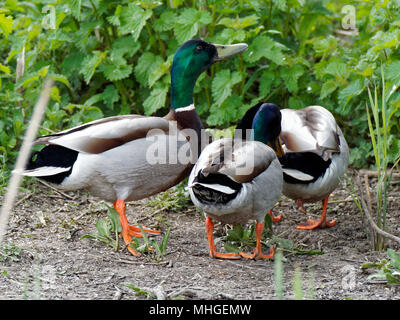 Canard colvert commun, les terres humides Newport, Gwent Banque D'Images