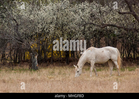 Dans la zone de pâturage de chevaux, Nouveau Mexique Banque D'Images