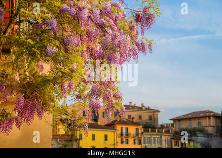 Close Up Glycine fleurit tout le long de la rive du lac de Côme, Italie Banque D'Images