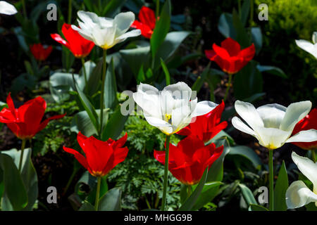 Ouvrir les tulipes rouges et blanches au printemps, London, UK Banque D'Images