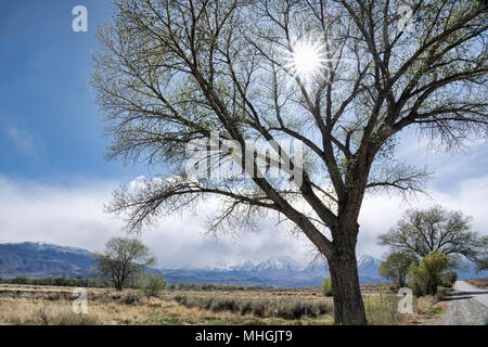 Soleil qui brille à travers les branches d'un vieil arbre cottonwood près de Bishop Californie au printemps avec la Sierra montagnes en arrière-plan. Banque D'Images