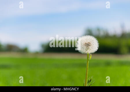 Głebowice, Pologne. Le 1 mai 2018. Le pissenlit (Taraxacum F.H. Wigg.). Une autre belle journée de printemps chaud et ensoleillé. Flora constitue pour les arriérés d'hiver. Credit : w124merc / Alamy Live News Banque D'Images