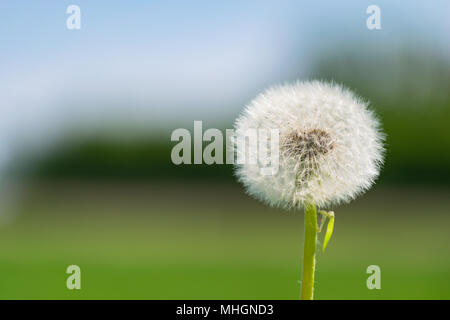 Głebowice, Pologne. Le 1 mai 2018. Le pissenlit (Taraxacum F.H. Wigg.). Une autre belle journée de printemps chaud et ensoleillé. Flora constitue pour les arriérés d'hiver. Credit : w124merc / Alamy Live News Banque D'Images