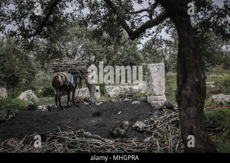 Un homme dpatop - syrienne mène une mule transportant des bois de chêne, pour la production de charbon dans le gouvernorat de Kafr Kila, Idlib, Syrie, 28 avril 2018. Les gens de Kafr Kila, une ville principalement habitée par les caractère ethnoreligieux groupe des druzes, a été la pratique de l'agriculture et de la fabrication du charbon pour des dizaines d'années. Photo : afp/ALkharboutli Anas Banque D'Images