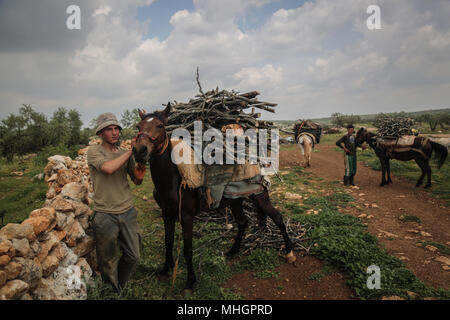 Un homme dpatop - syrienne mène une mule transportant des bois de chêne, pour la production de charbon dans le gouvernorat de Kafr Kila, Idlib, Syrie, 28 avril 2018. Les gens de Kafr Kila, une ville principalement habitée par les caractère ethnoreligieux groupe des druzes, a été la pratique de l'agriculture et de la fabrication du charbon pour des dizaines d'années. Photo : afp/ALkharboutli Anas Banque D'Images