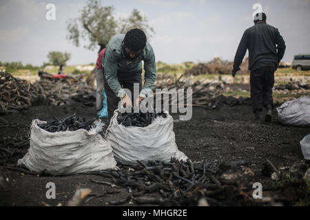 Le gouvernorat de Kafr Kila, Idlib, en Syrie. Apr 28, 2018. Syriens remplir des sacs de charbon, fabriqué à partir de bois de chêne, dans le gouvernorat de Kafr Kila, Idlib, Syrie, 28 avril 2018. Les gens de Kafr Kila, une ville principalement habitée par les caractère ethnoreligieux groupe des druzes, a été la pratique de l'agriculture et de la fabrication du charbon pour des dizaines d'années. Credit : Anas ALkharboutli/dpa/Alamy Live News Banque D'Images