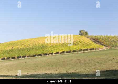 Vignes colorées dans la région de Lambrusco en automne, Castelvetro di Modena, Emilie Romagne, Italie Banque D'Images