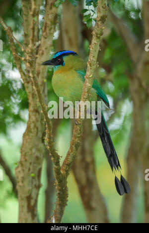 Blue-couronné Houtouc Momotus momota -, belle houtouc colorés de forêts de l'Amérique centrale, le Costa Rica. Banque D'Images