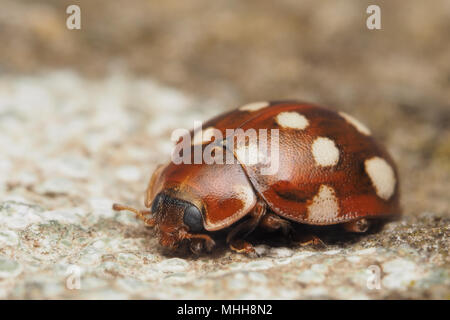 Spot Ladybird crème (Calvia) quattuordecimguttata reposant sur la pierre. Tipperary, Irlande Banque D'Images