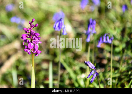 Wild Orchid violet et bleu Banque D'Images