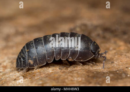 Cloporte Armadillidium vulgare (pilule) sous un rocher. Tipperary, Irlande Banque D'Images