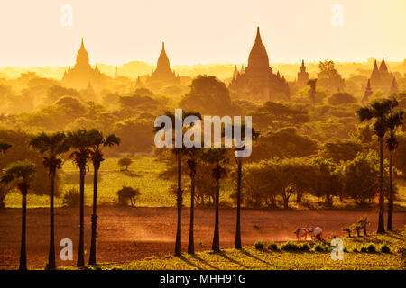 Lumineux colorés dans le lever du soleil avec des temples, des champs et de travail du bétail, Bagan, Myanmar (Birmanie) Banque D'Images