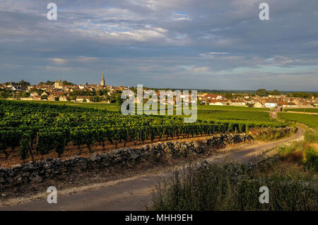 Vignoble au village de Meursault, Route des Vins de Bourgogne, Côte d'Or, Bourgogne, France, Europe Banque D'Images