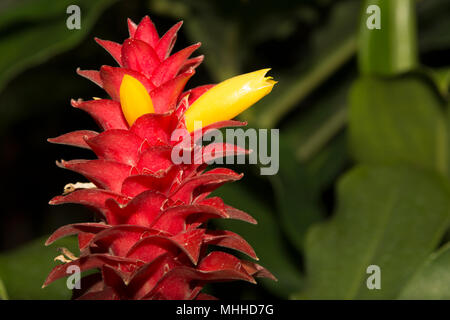 Gingembre Costus barbatus (spirale) Banque D'Images