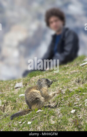 La journée de la marmotte close up portrait Banque D'Images