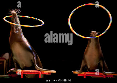 Sea Lion cirque Seal tout en jouant sur le fond noir Banque D'Images