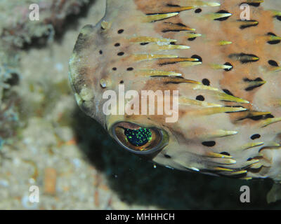 Diodon holocanthus (Poisson Ballon) avec appareil photo numérique Olympus objectif macro 100mm au large de Petit St Vincent dans les Grenadines Banque D'Images