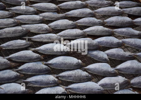 Douzaine de poissons séchant au soleil Banque D'Images