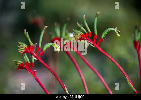 L'ouest de l'Australie kangourou fleur symbole Pow Banque D'Images