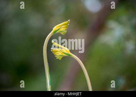 L'ouest de l'Australie kangourou fleur symbole Pow Banque D'Images