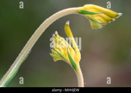 L'ouest de l'Australie kangourou fleur symbole Pow Banque D'Images