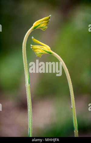 L'ouest de l'Australie kangourou fleur symbole Pow Banque D'Images