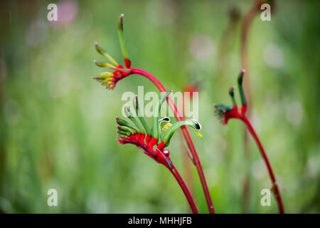 L'ouest de l'Australie kangourou fleur symbole Pow Banque D'Images