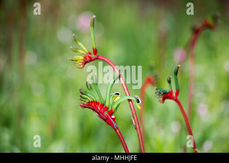 L'ouest de l'Australie kangourou fleur symbole Pow Banque D'Images