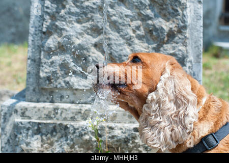 Chiot Chien cocker anglais tandis que l'eau potable Banque D'Images